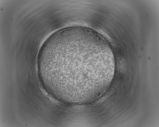 X0000074260888200609151758