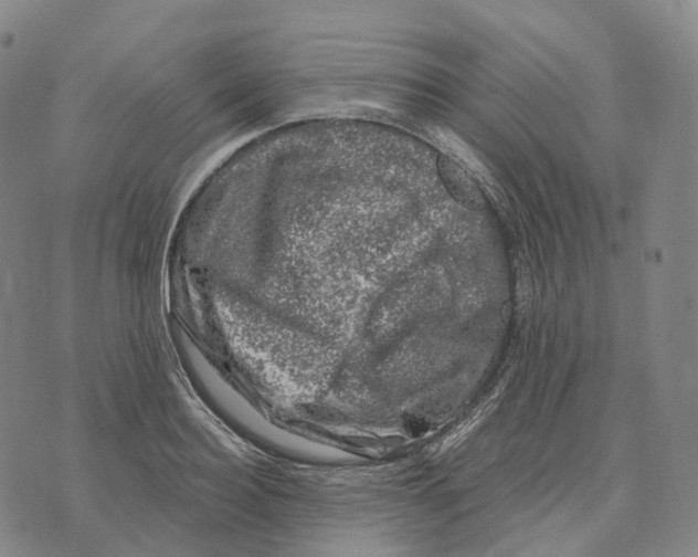 X0000074260940200609151758