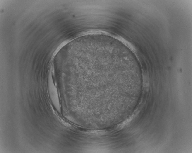 X0000074260953200609151758