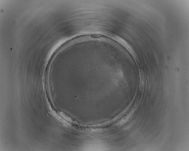 X0000074260958200609151758