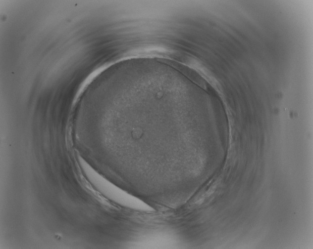 X0000074260960200609151758