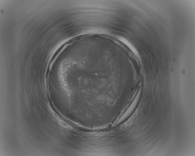 X0000074260996200609151757