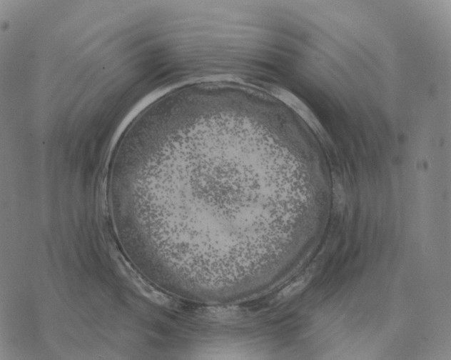 X0000074261052200609151756