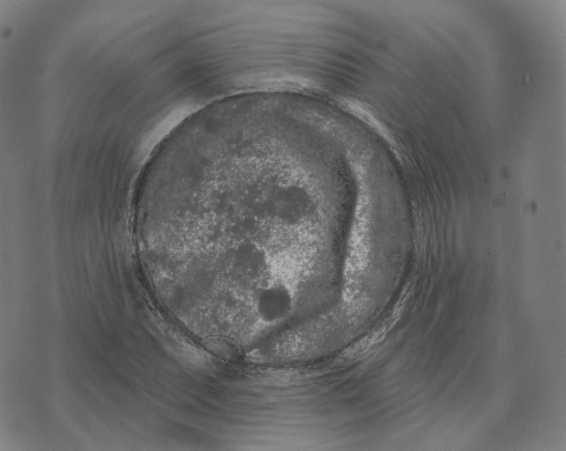 X0000074261071200609151755