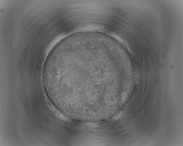 X0000074261086200609151755