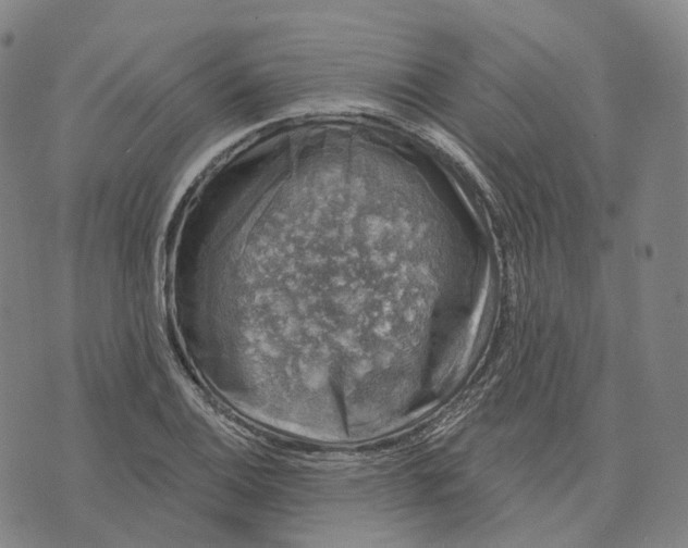 X0000074261124200609151754