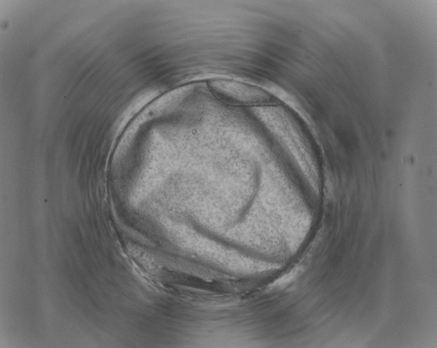 X0000074261145200609151755