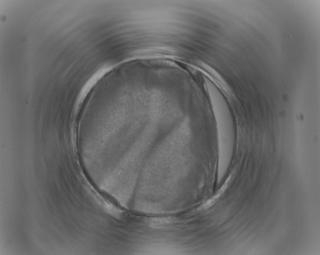 X0000074261196200609151753