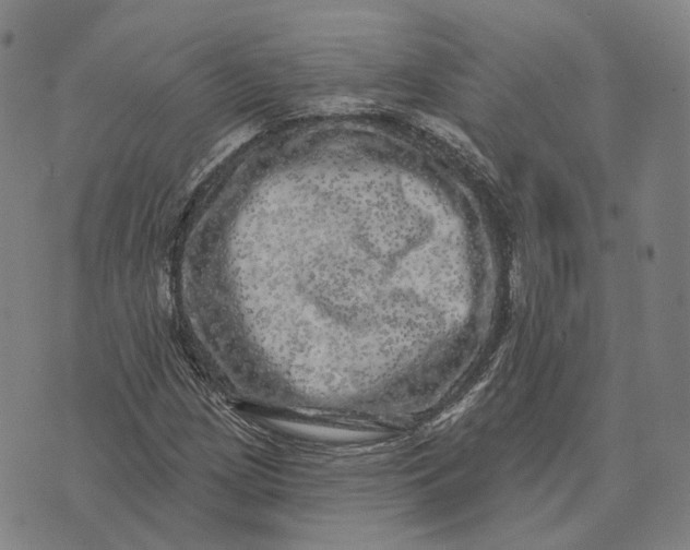 X0000074261209200609151753