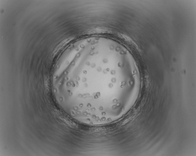 X0000074261217200609151753