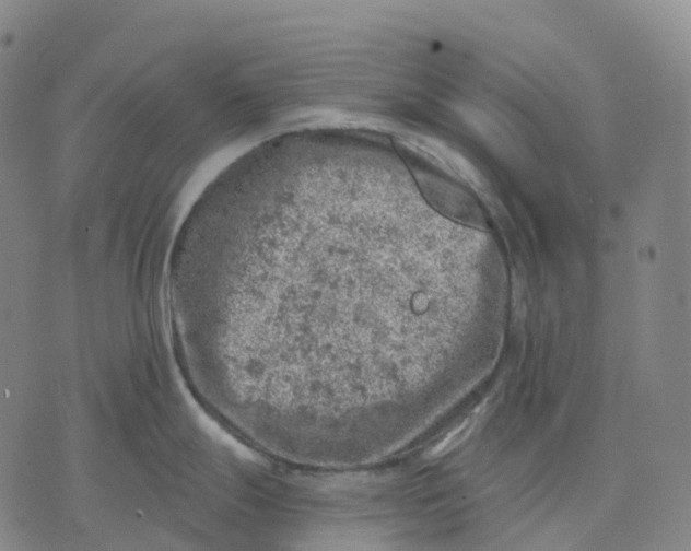 X0000074261247200609151753