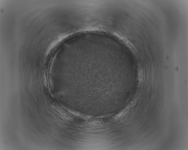 X0000074261262200609151752