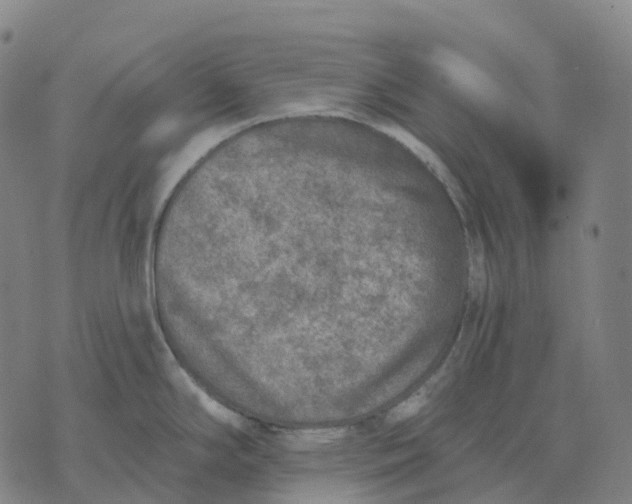 X0000074261294200609151752