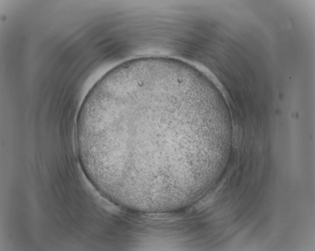 X0000074261295200609151752