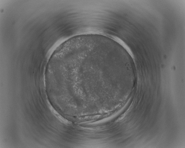 X0000074261388200609151750