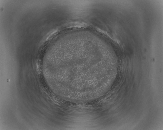 X0000074261399200609151750