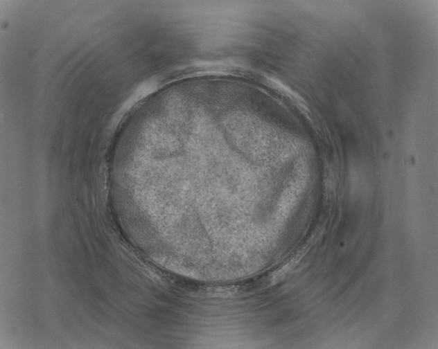 X0000074261411200609151750