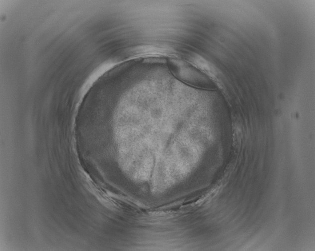 X0000074261427200609151750