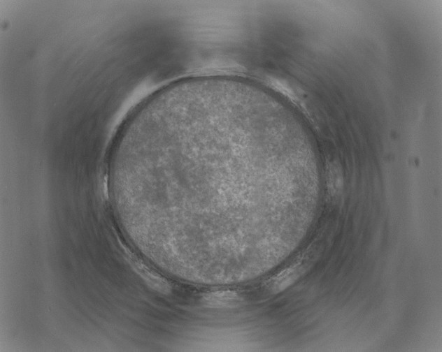 X0000074261462200609151749