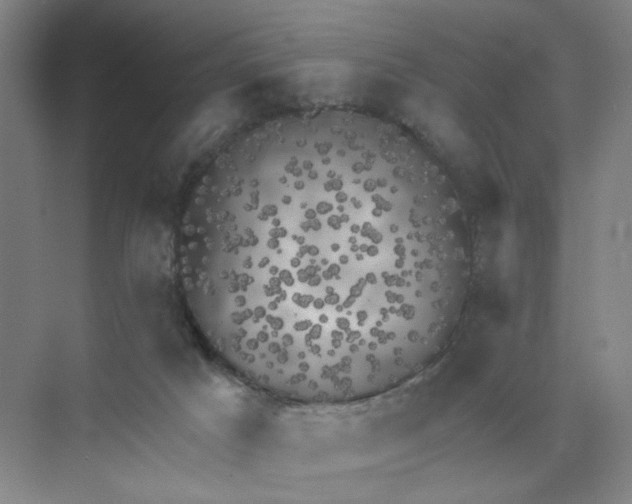 X0000074260025200609222202