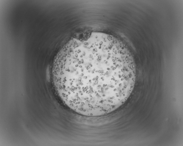 X0000074260026200609222202