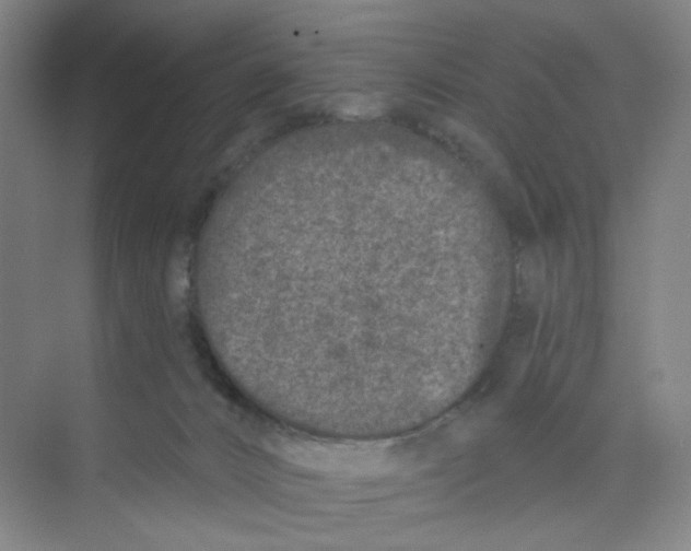 X0000074260032200609222202