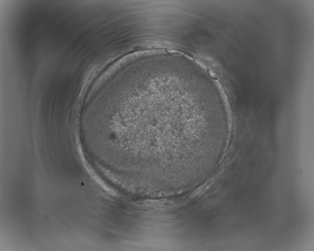 X0000074260049200609222201