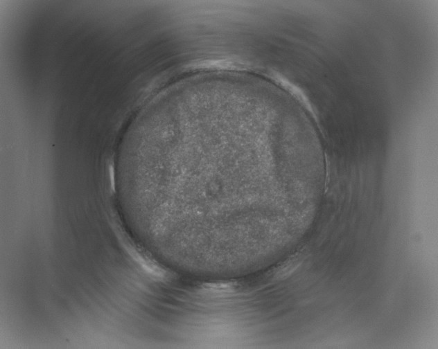 X0000074260061200609222201