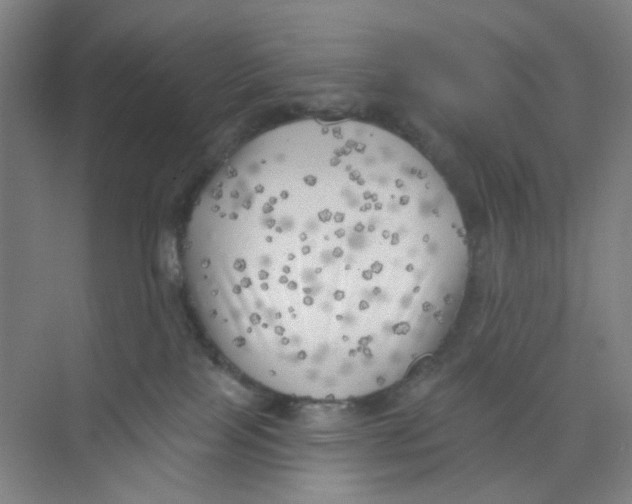 X0000074260089200609222202