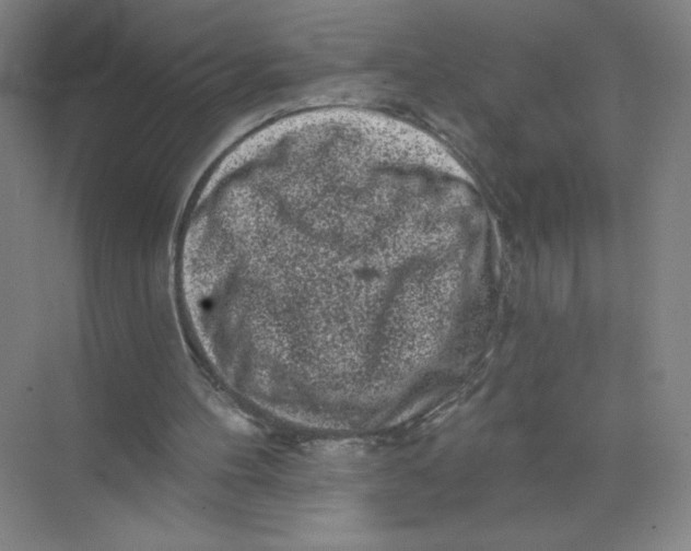 X0000074260100200609222201