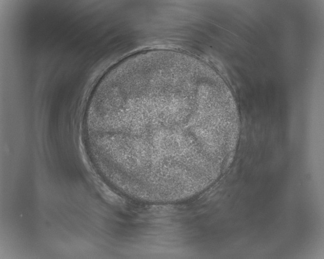 X0000074260145200609222200