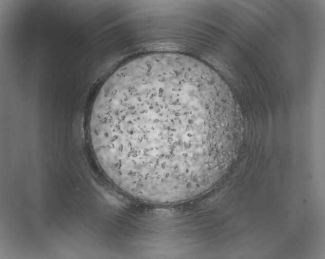 X0000074260302200609222158