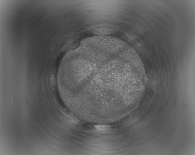 X0000074260371200609222157