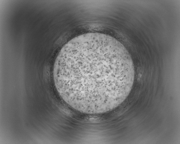 X0000074260506200609222154