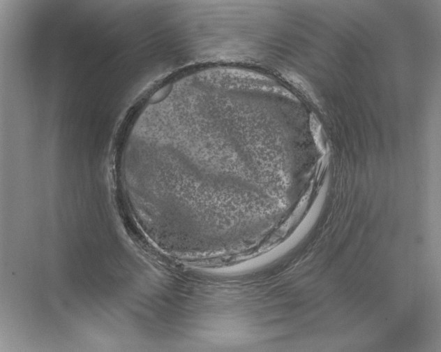 X0000074260680200609222151