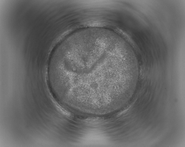 X0000074260725200609222150