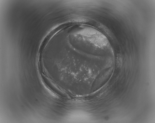 X0000074260726200609222150