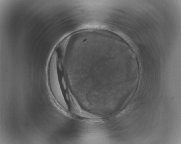 X0000074260864200609222149