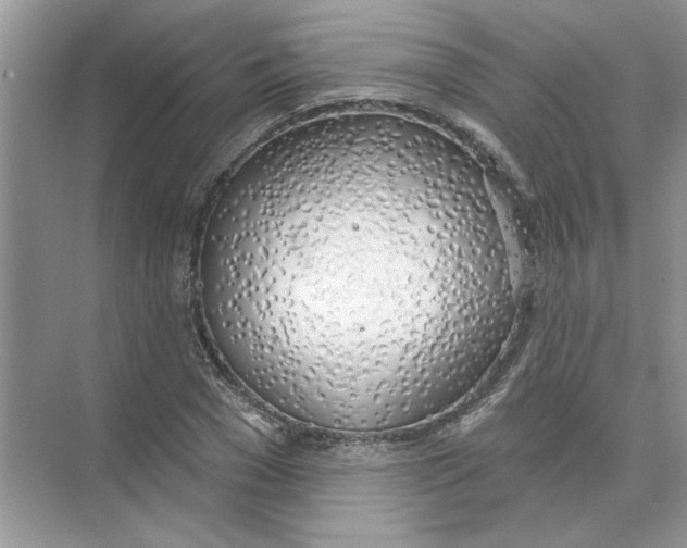 X0000074260977200609222146