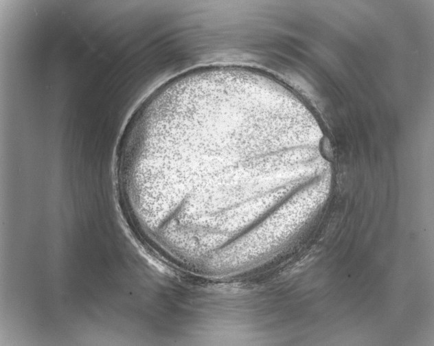 X0000074260990200609222146