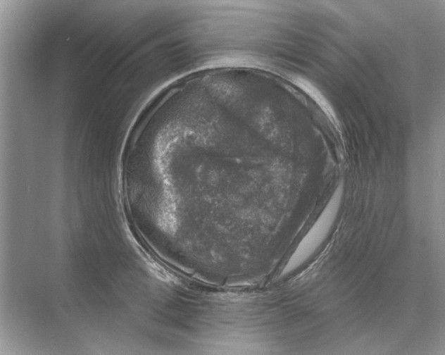 X0000074260996200609222146