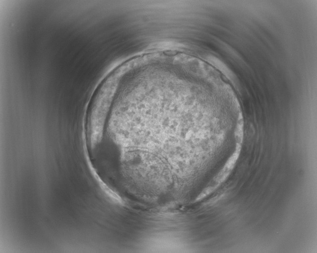 X0000074261055200609222146