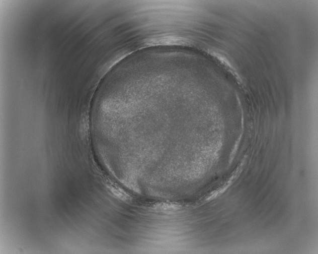 X0000074261073200609222145