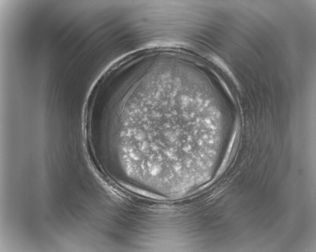 X0000074261124200609222144