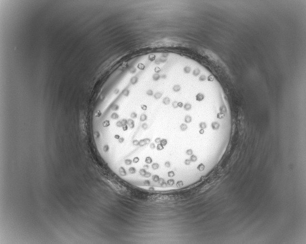 X0000074261217200609222142