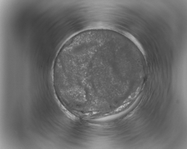 X0000074261388200609222139