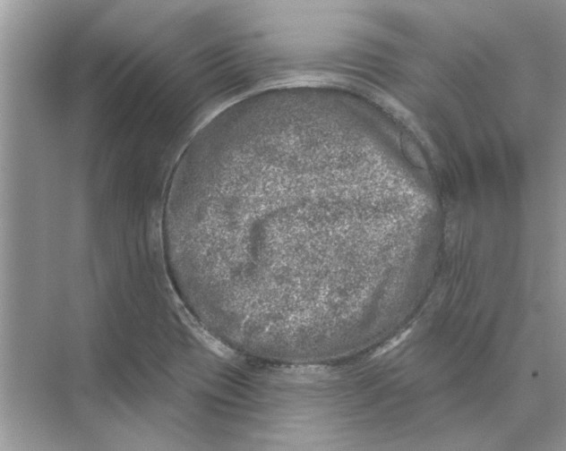 X0000074261417200609222139