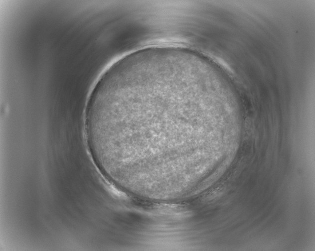 X0000074261470200609222138