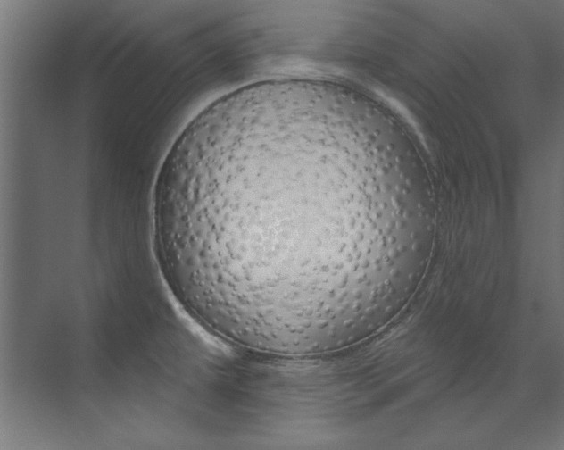 X0000074281479200608250923