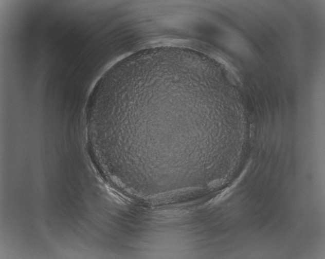 X0000074281117200608251311